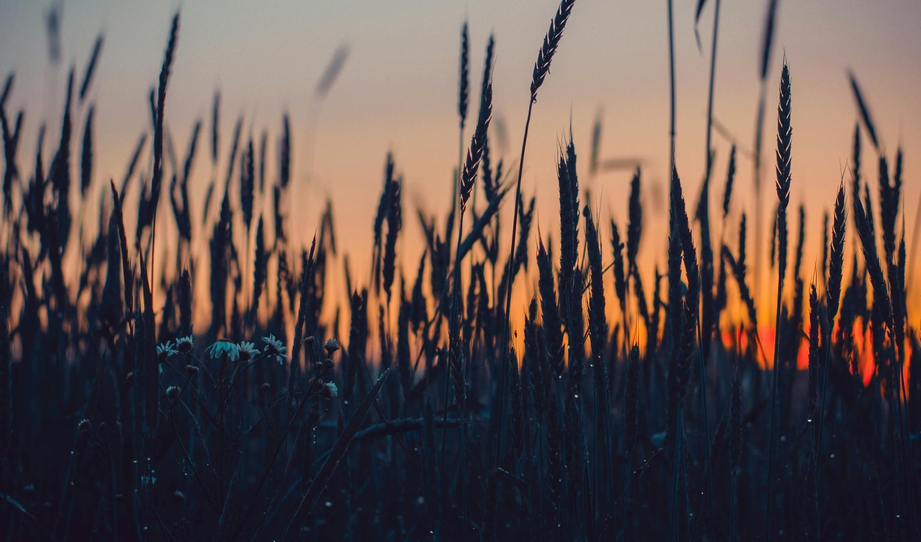 a field of grass