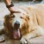 a dog laying down smiling getting pet